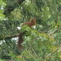 2022.03.31 Sciurus vulgaris - Mirande - Léo Chassy