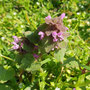 2022.03.25 Lamium purpureum Johannes Lemarchand