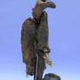 Gier 48x23x18cm