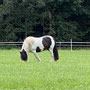 Ein besonders Pferd. Eine Schecke? Jedenfalls hat es einen ganz langen buschigen Schwanz.