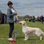 Dog Show Project 2023