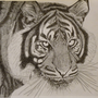 Adam Fernando: Tiger