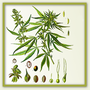 Hanf - Cannabis Basics (Grundlagen)