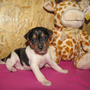 20.02.2015 - Alice - 26 Tage alt