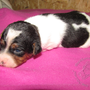 06.02.2015 - Aisha - 12 Tage alt 