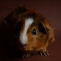 Romy durfte am 13.09.2013 zu 7 anderen Schweinchen ziehen. 