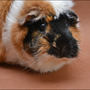 Aurora durfte am 01.10.2014 zusammen mit Fee zu drei Schweinchen ziehen. 