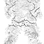 虎