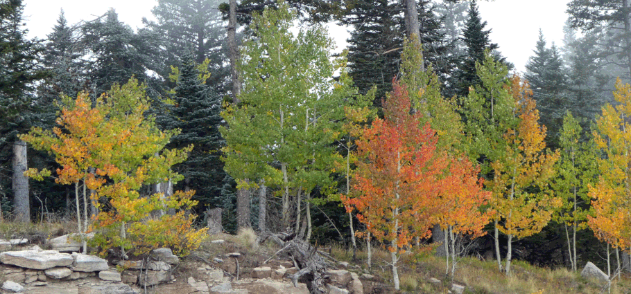 Apens, Ellis Trail, Sandia Mountains, Cibola National Forest, New Mexico