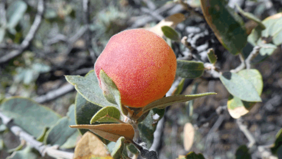 Gall wasp, Andricus, New Mexico