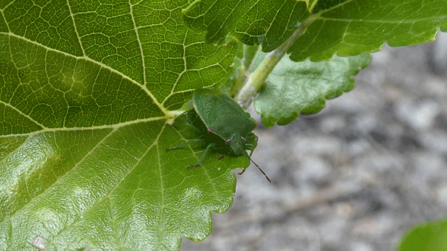 Pentatomidae, green stink bug, New Mexico