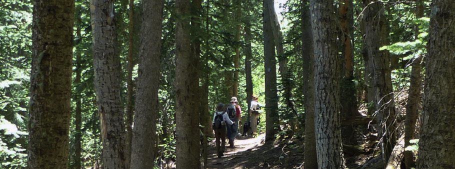 Survey Trail, Sandia Mountains, Cibola National Forest, New Mexico