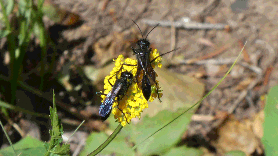 Pompilidae, Spider Wasp, New Mexico