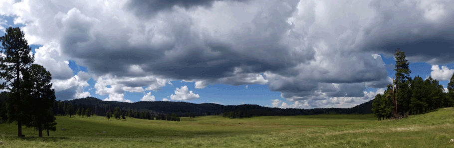 Valle Seco, pine forest and meadow, Valles Caldera National Preserve, Jemez Mountains near Los Alamos, New Mexico