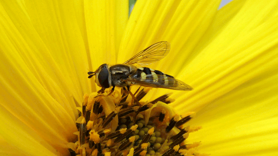 American Hoverfly, Eupeodes americanus, New Mexico