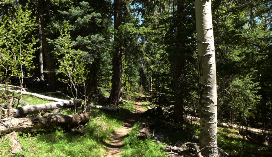 Switchback Trail, Sandia Mountains, Cibola National Forest near Albuquerque, New Mexico