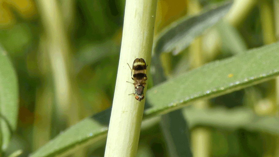 Picture-Winged Fly, Chaetopsis, New Mexico