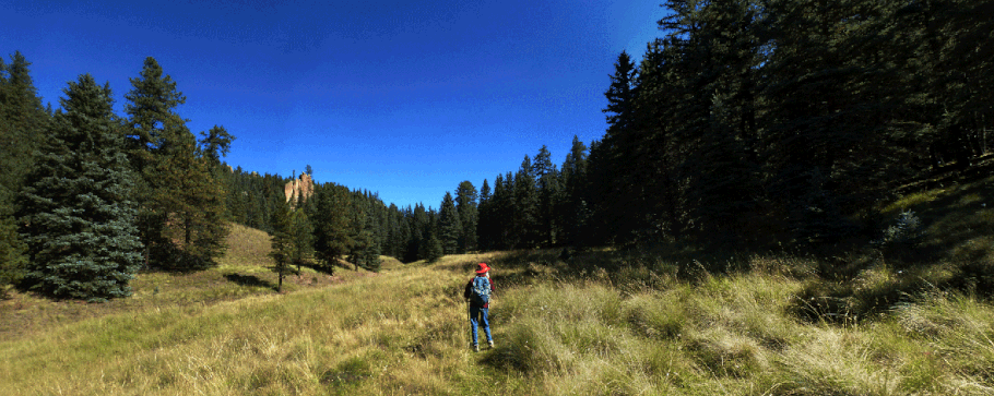 Calaveras Canyon, mountain meadow, trees, Jemez Mountains, Santa Fe National Forest, New Mexico
