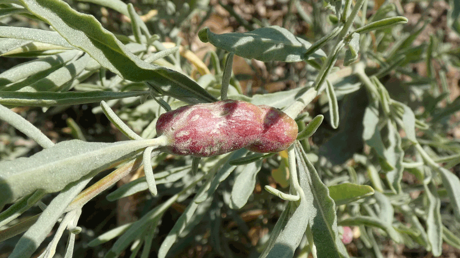 Eulophidae, gall wasp, Atriplex canescens, New Mexico