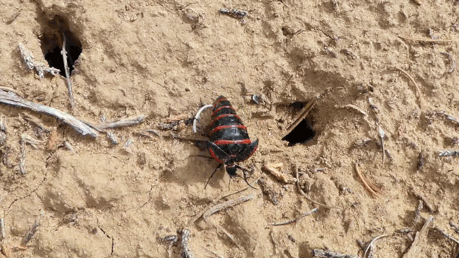 Meloidae, Blister Beetle, Water Carrier, Megetra, New Mexico