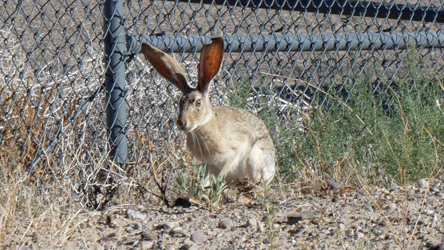 Jackrabbit, Lepus, New Mexico