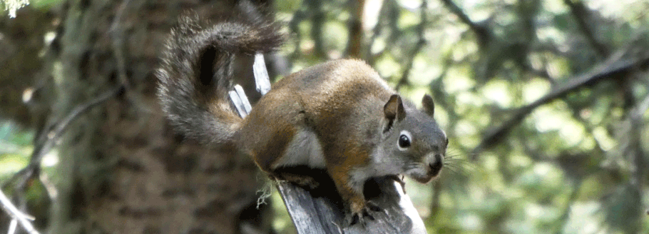 Red Squirrel, Tamiasciurus hudsonicus, Sandia Mountains, New Mexico