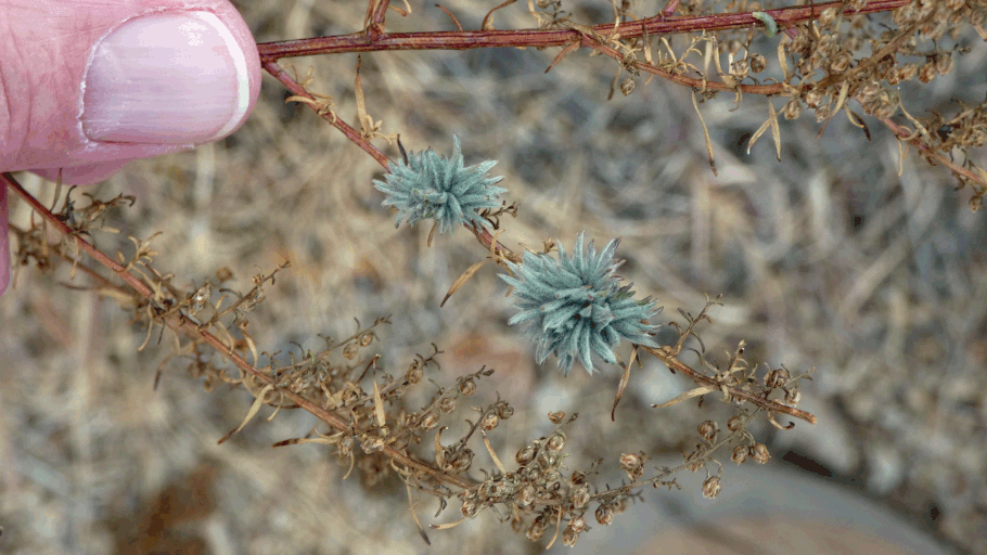 Wooly Bud Gall Midge, Rhopalomyia medusirrasa, Wormwood, Artermisia, New Mexico