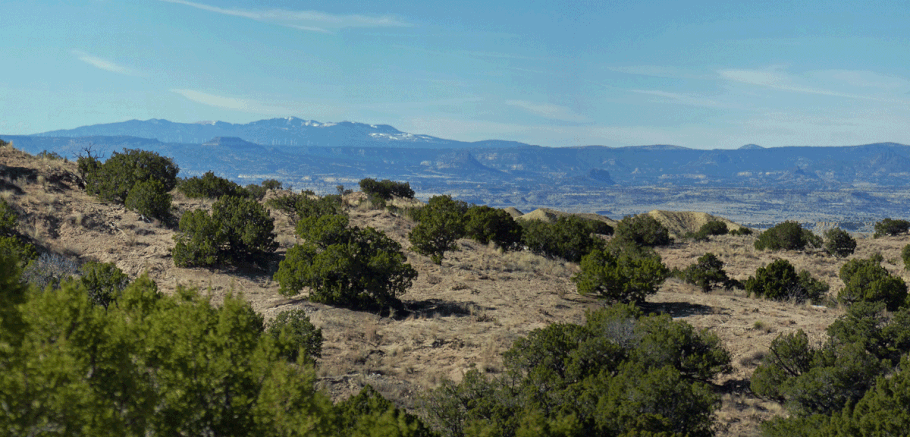 Junipers and slopes in the free-form exploration area, with Mount Taylor on the horizon