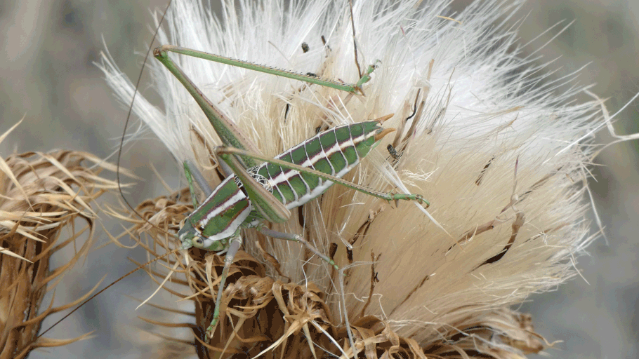 Two-Lined Shieldback Katydid, Eremopedes bilineatus, New Mexico