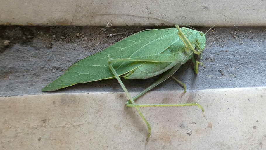 Angle-Wing Katydid, Microcentrum, New Mexico