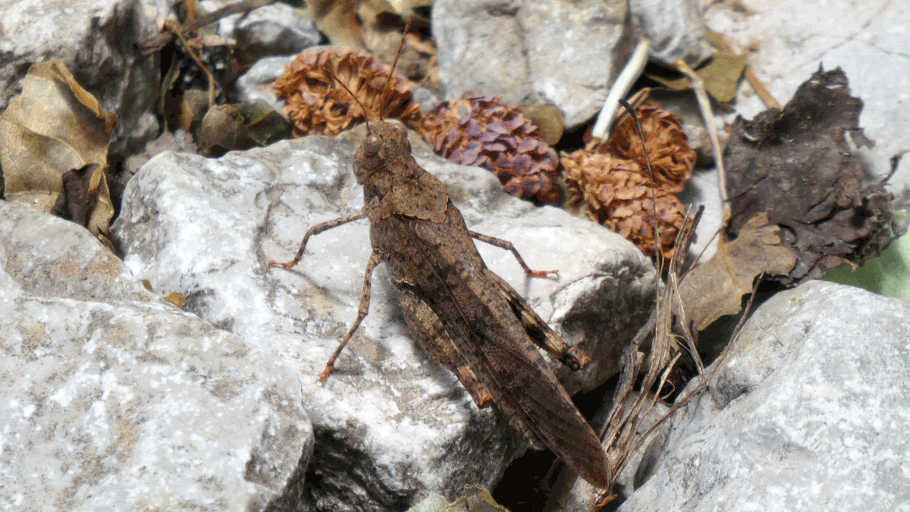 Wrangler Grasshopper, Circotettix rabula, New Mexico