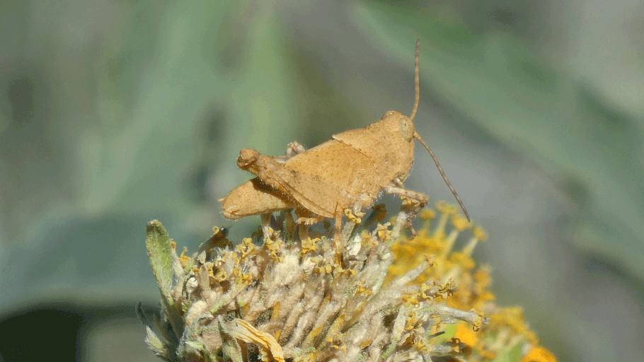 Mischievous Bird Grasshopper, Schistocerca damnifica, New Mexico