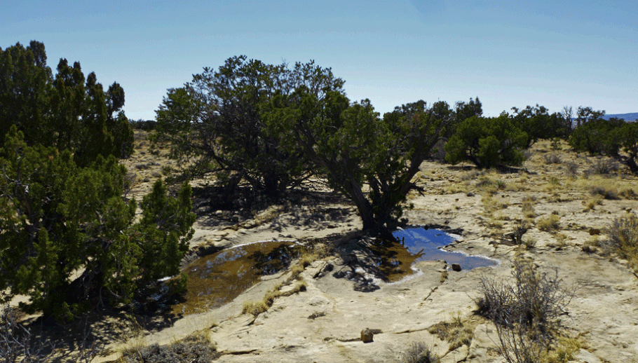 Shallow pans of water in slickrock, in the mesa's interior. The water was left over from a recent snow and when we were there, the temporary watering hole was being used by mountain bluebirds and robins.