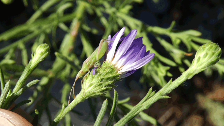 Tettigoniidae, Katydid nymph