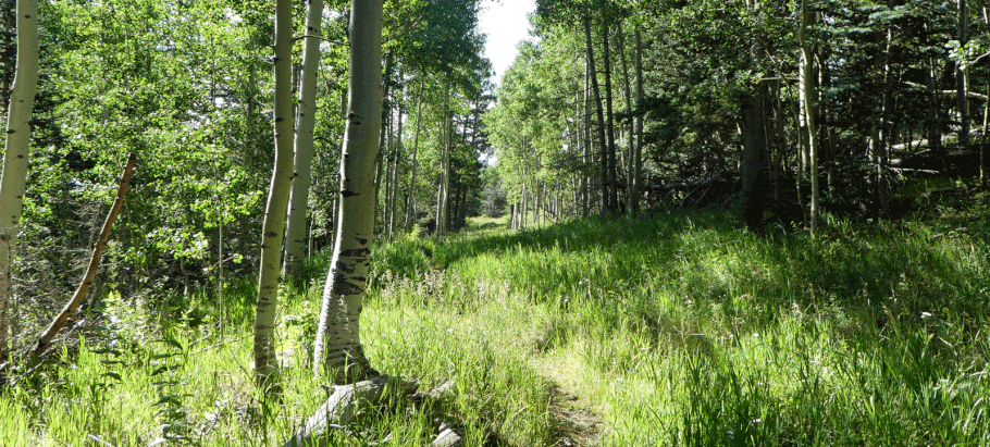 No-Name Trail, Sandia Mountains, Cibola National Forest, New Mexico