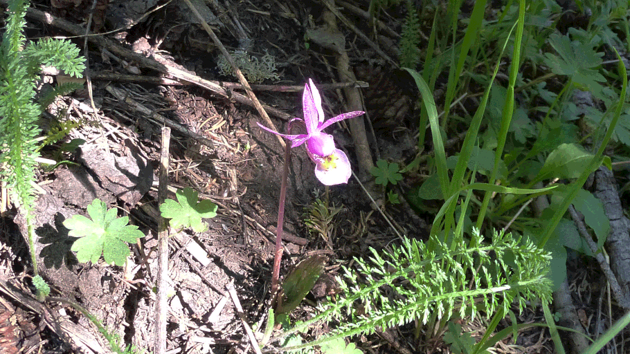 Calypso Orchid, Calypso bulbosa, New Mexico