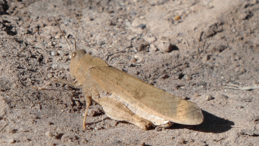 Carolina Grasshopper, Dissosteira carolina, New Mexico