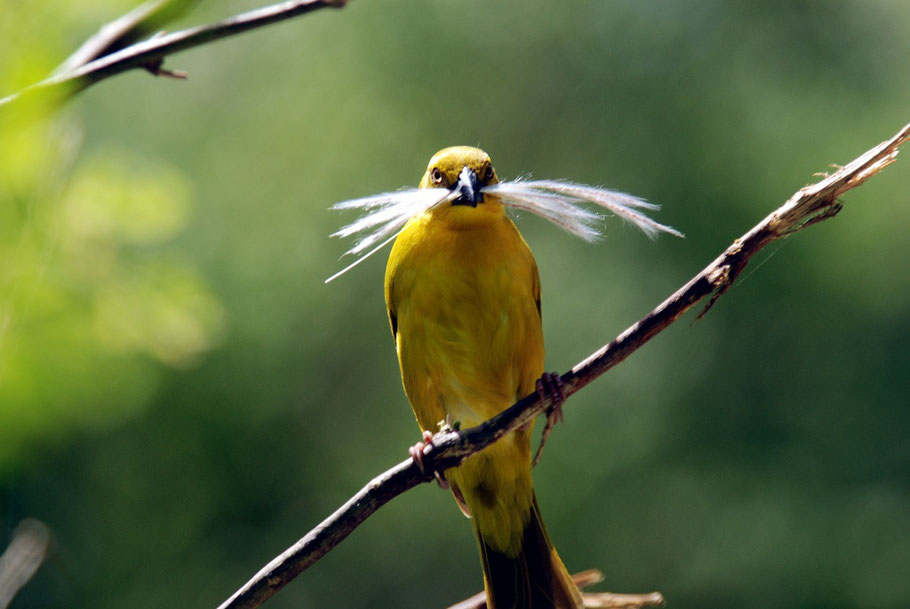 Early bird teachers start everthing early. Non-early-birders prepare at their own pace.