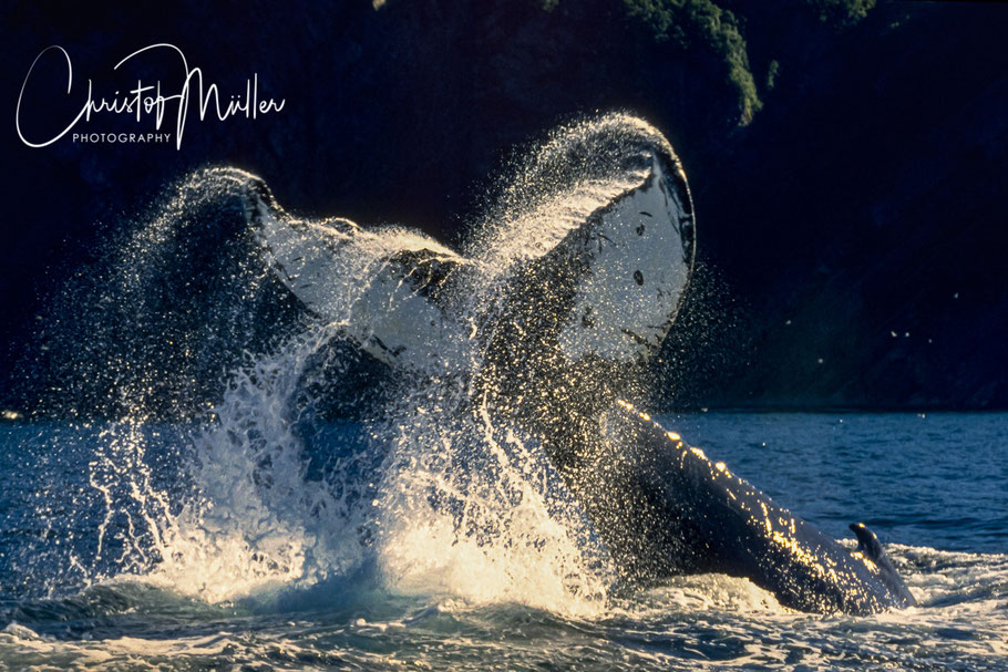 Tail-Breaching Humpback Whale in Trinity Bay, Newfoundland Canada. The Tail breaching is one of the most shown behavioral pattern of humpback-whales (megaptera novaeangliae)