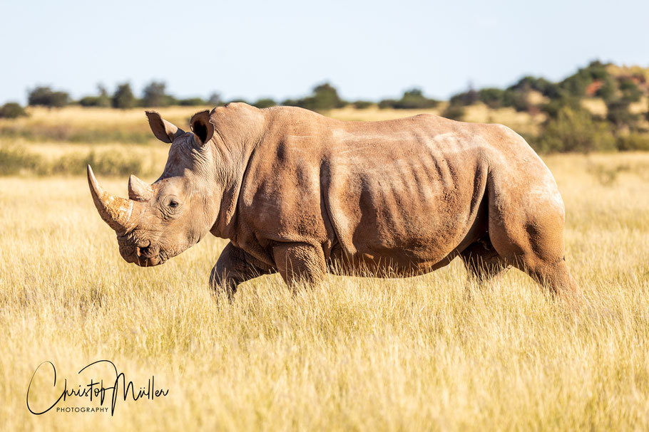 Southern white rhinoceros (Ceratotherium simum simum) walking in the savannah grass of the Kalahari Desert in Namibia