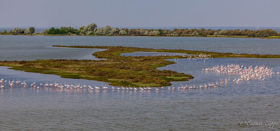 Valli di Comacchio con fenicotteri.