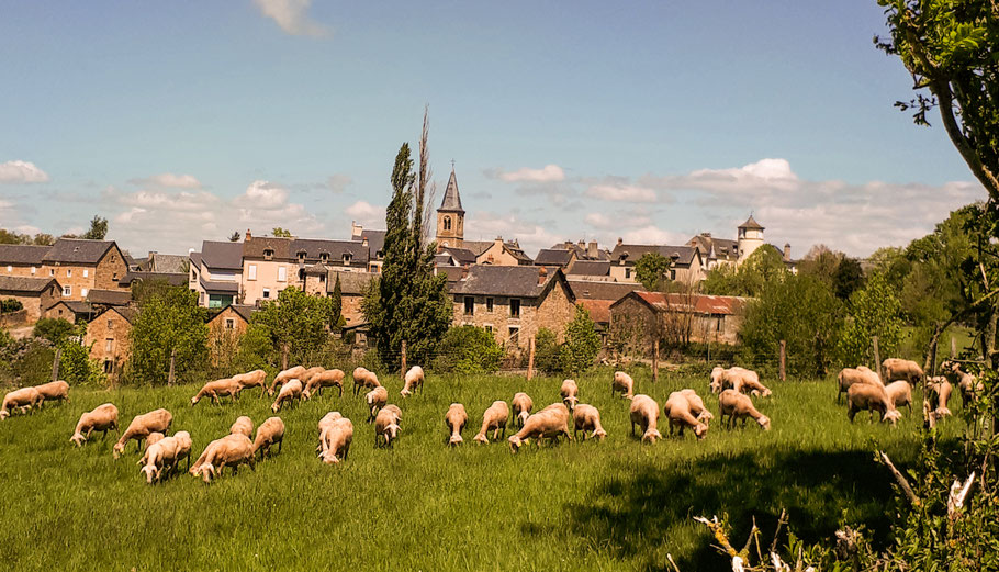 troupeau de brebis broutant à proximité du village de Gagnac