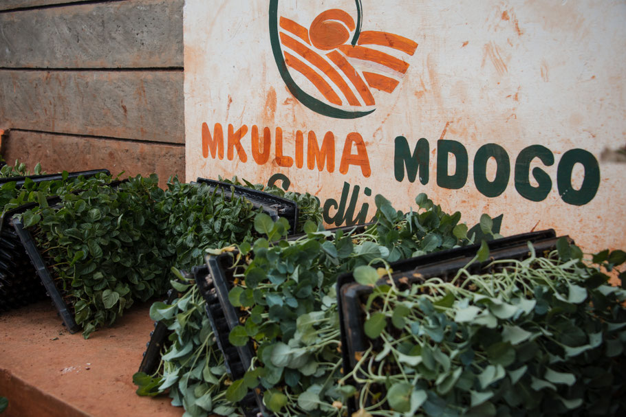Mkulima Mdogo produziert in Kenia Setzlinge. (hja)