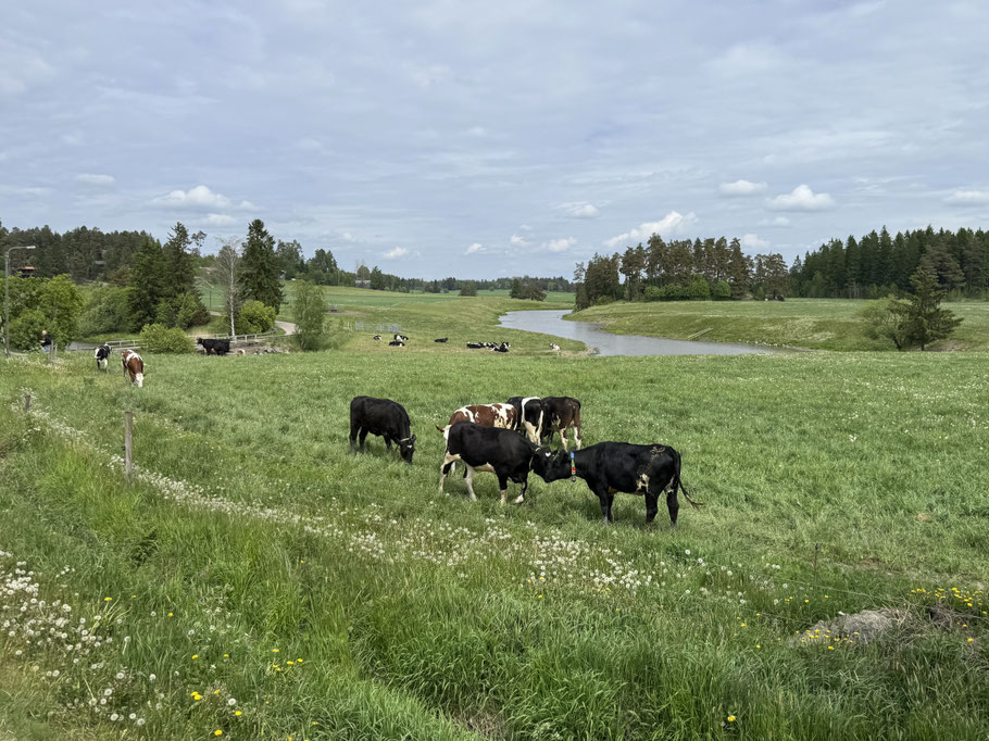 Auf Lähteenmäki Dairy Farm gibt es über 200 Kühe. Auf die Weide kommt aber nur das Jungvieh. (Renate Hodel/LID)