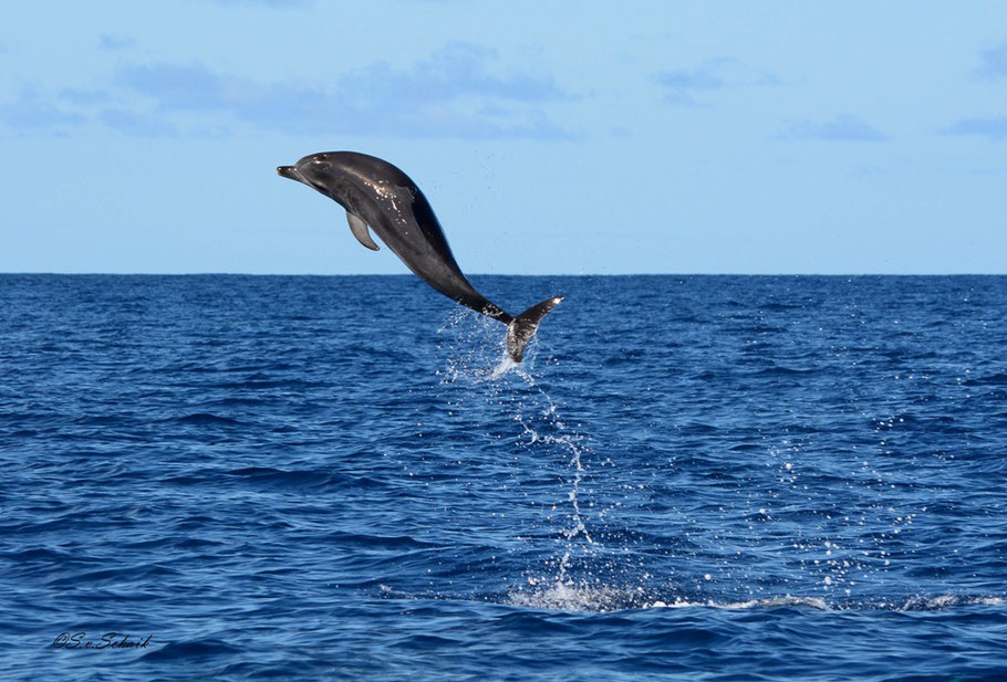 Atlantisch gevlekte dolfijn.