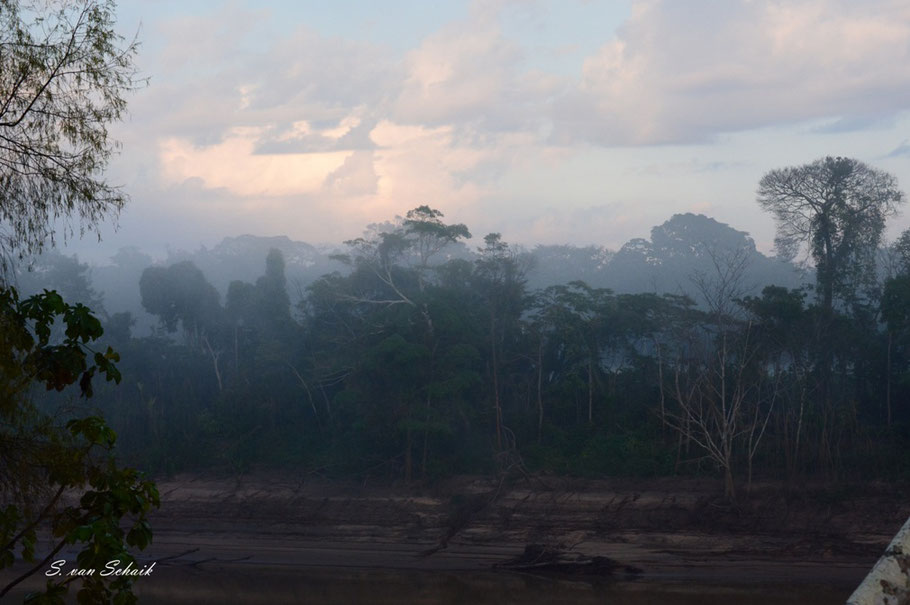 Amazone regenwoud