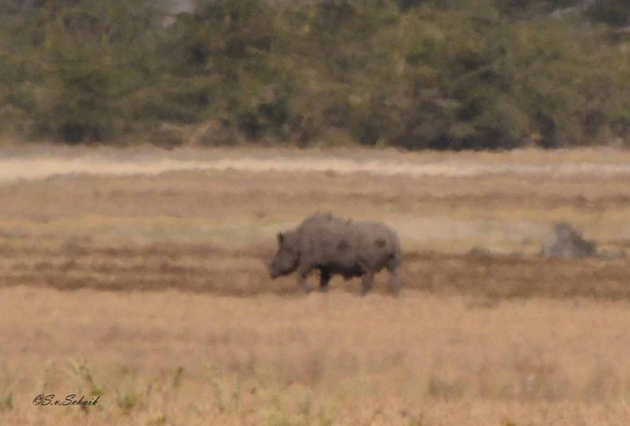 Ondanks de ongelofelijke afstand was dit toch echt een toppertje. Een van de allerlaatste zwarte neushoorns in Tanzania.