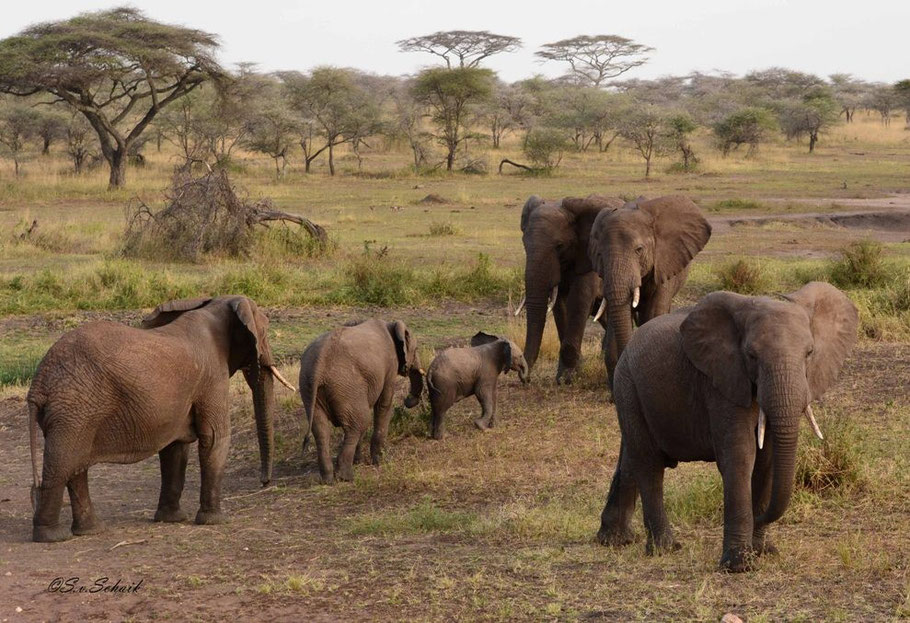 Een van de meest bijzondere dieren in Afrika. Gelukkig komen ze in dit gedeelte nog in grote kuddes voor.