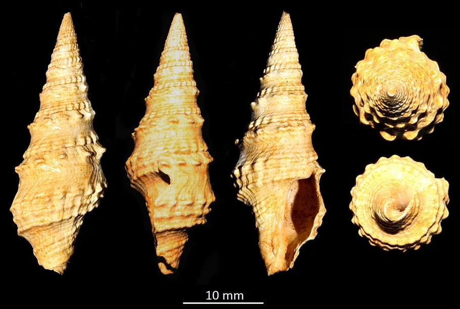 Clavatula asperulata, Miocene dell'Aquitania