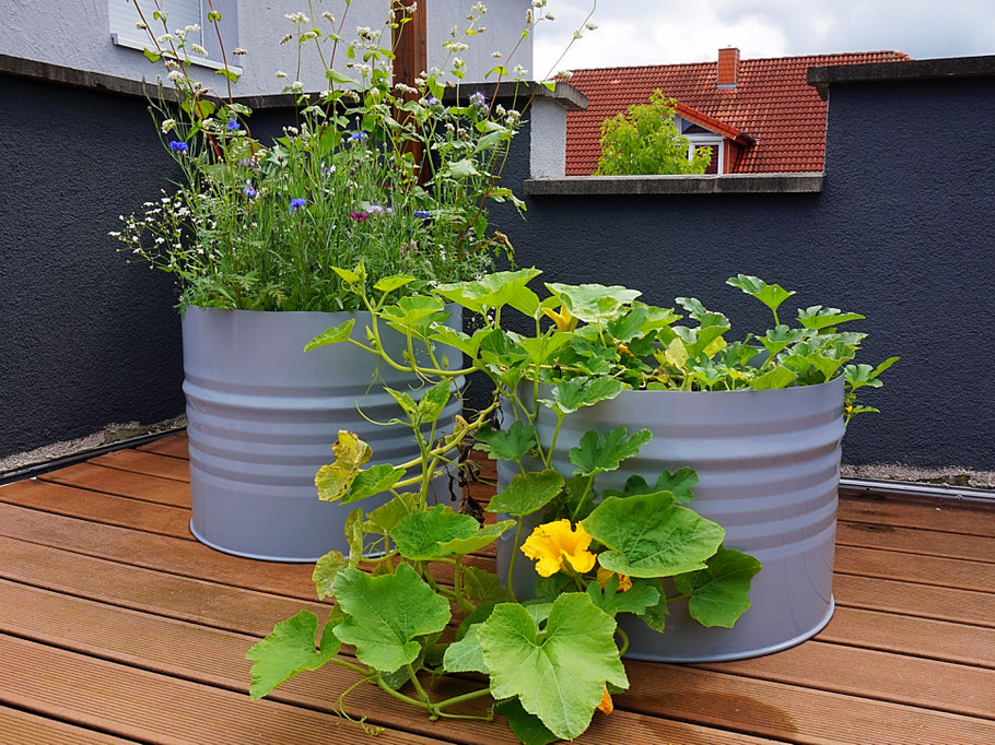 Pflanzen Kübel Fässer Barrel Terrasse Balkon